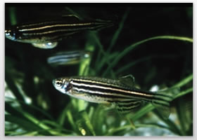 ZebraFish