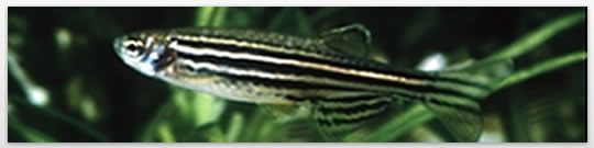 ZebraFish